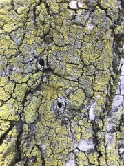 Fraxinus pennsylvanica