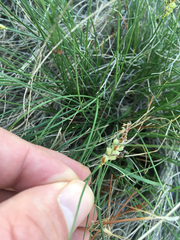 Carex filifolia