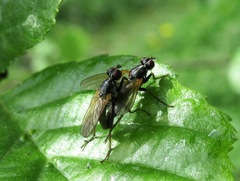 Cordilura pubera