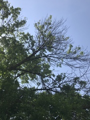 Fraxinus pennsylvanica