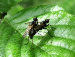 Cordilura pubera