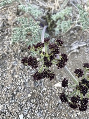 Lomatium mohavense