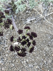 Lomatium mohavense