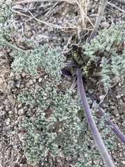 Lomatium mohavense