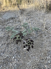 Lomatium mohavense