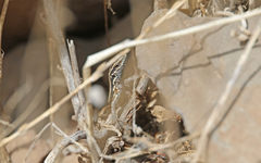 Gallotia caesaris gomerae