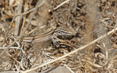 Gallotia caesaris gomerae