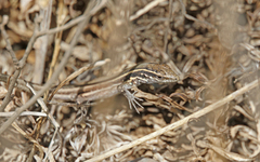 Gallotia caesaris gomerae