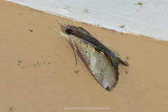 Ercheia multilinea