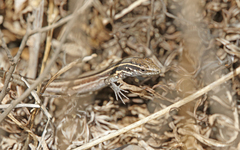 Gallotia caesaris gomerae