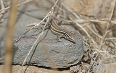 Gallotia caesaris gomerae