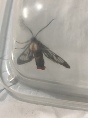 Phoenicoprocta insperata