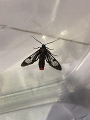 Phoenicoprocta insperata