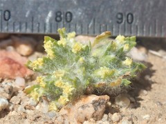 Eriophyllum mohavense
