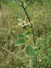 Rosa subcollina