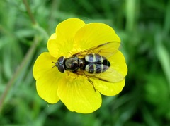 Dasysyrphus venustus