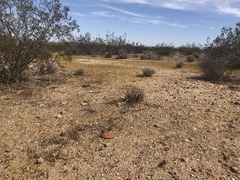 Eriophyllum mohavense