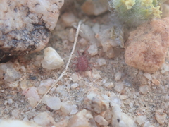 Eriophyllum mohavense