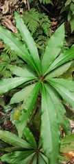 Machilus japonica