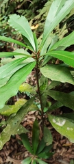 Machilus japonica