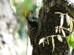 Dendrocoptes auriceps