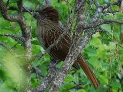 Grammatoptila striata