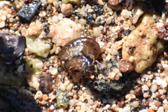 Platorchestia platensis