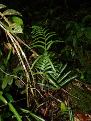 Lindsaea guianensis