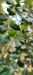 Ligustrum pricei