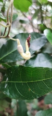 Aristolochia shimadae