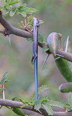 Chalcides sexlineatus