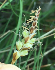 Carex filifolia