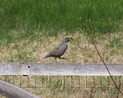 Callipepla californica