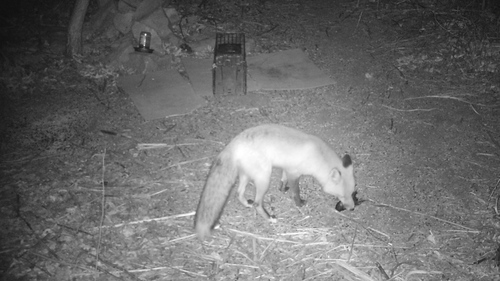 Red Fox photographed in Kansas