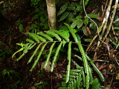 Lindsaea guianensis