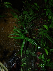 Lindsaea guianensis