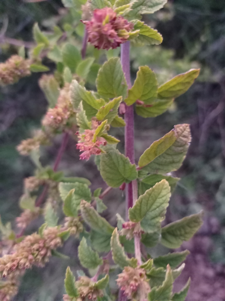 Condea undulata