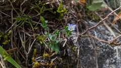 Gentiana zollingeri tentyoensis