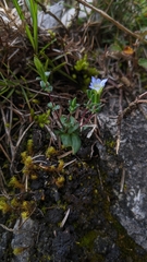 Gentiana zollingeri tentyoensis
