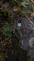 Gentiana zollingeri tentyoensis
