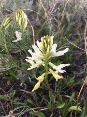 Astragalus pectinatus