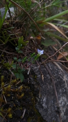 Gentiana zollingeri tentyoensis