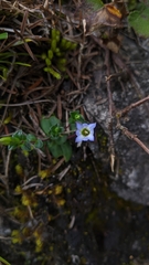 Gentiana zollingeri tentyoensis