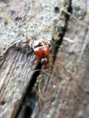 Reichenbachia juncorum