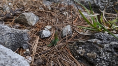 Gentiana zollingeri tentyoensis