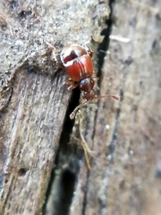 Reichenbachia juncorum