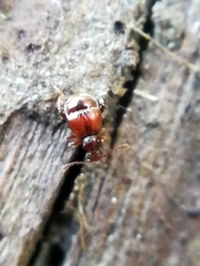 Reichenbachia juncorum