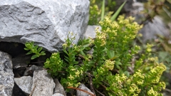 Galium tarokoense