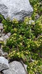 Galium tarokoense