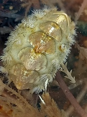 Acanthochitona fascicularis